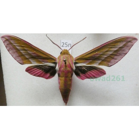 Deilephila elpenor (Linnaeus, 1758) Zmrocznik gładysz Poland25n